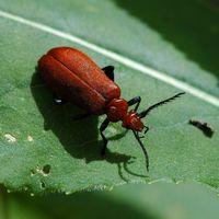 Pyrochroa serraticornis. Montchier. Cliquer pour agrandir l'image.