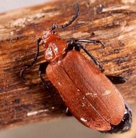 Pyrochroa serraticornis. Femelle. Cliquer pour agrandir l'image.