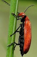 Pyrochroa serraticornis. Mâle. Cliquer pour agrandir l'image.
