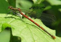 Pyrrhosoma nymphula. Femelle. Cliquer pour agrandir l'image.