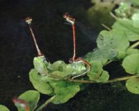 Pyrrhosoma nymphula. Accouplement. Cliquer pour agrandir l'image.