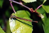 Pyrrhosoma nymphula. Cliquer pour agrandir l'image.