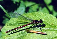 Pyrrhosoma nymphula. Exuvie. Cliquer pour agrandir l'image.