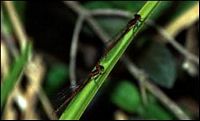 Pyrrhosoma nymphula. Cliquer pour agrandir l'image.