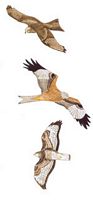 Rapaces diurnes. Ailes. Cliquer pour agrandir l'image.