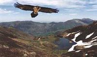 Rapaces diurnes. Vol busard. Cliquer pour agrandir l'image.