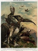 Rapaces diurnes. Planche de Riesenthal. Cliquer pour agrandir l'image.