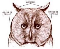 Rapaces nocturnes. Ouie. Cliquer pour agrandir l'image.