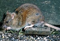 Le rat brun ou rat d'égout. Cliquer pour agrandir l'image.