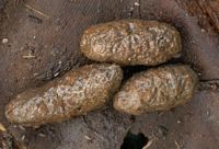 Le rat brun ou rat d'égout. Crottes. Cliquer pour agrandir l'image.