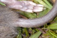Le rat brun ou rat d'égout. Queue. Cliquer pour agrandir l'image.