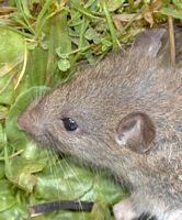 Le rat brun ou rat d'égout. Tête. Cliquer pour agrandir l'image.