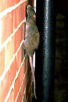 Le rat brun ou rat d'égout. Grimpant. Cliquer pour agrandir l'image.
