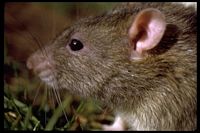 Le rat brun ou rat d'égout. Tête. Cliquer pour agrandir l'image.