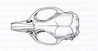 Le rat brun ou rat d'égout. Crâne vu de dessus. Cliquer pour agrandir l'image.