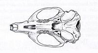 Le rat brun ou rat d'égout. Crâne vu de dessous. Cliquer pour agrandir l'image.