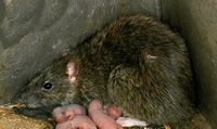 Le rat brun ou rat d'égout. Jeunes. Cliquer pour agrandir l'image.