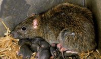 Le rat brun ou rat d'égout. Jeunes 11 jours. Cliquer pour agrandir l'image.