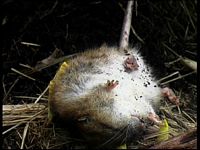 Le rat brun ou rat d'égout. Rat crevé. Cliquer pour agrandir l'image.
