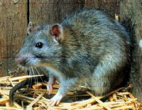 Le rat brun ou rat d'égout. Cliquer pour agrandir l'image.