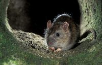 Le rat brun ou rat d'égout. Rat d'egout. Cliquer pour agrandir l'image.