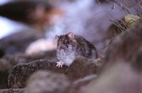 Le rat brun ou rat d'égout. Cliquer pour agrandir l'image.