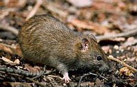 Le rat brun ou rat d'égout. Cliquer pour agrandir l'image.