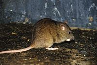 Le rat brun ou rat d'égout. Cliquer pour agrandir l'image.
