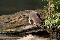 Le rat brun ou rat d'égout. Cliquer pour agrandir l'image.