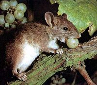 Le rat brun ou rat d'égout. Fructivore. Cliquer pour agrandir l'image.