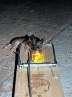 Le rat brun ou rat d'égout. Pris au piege. Cliquer pour agrandir l'image.