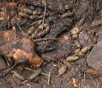 Le rat brun ou rat d'égout. Crottes. Cliquer pour agrandir l'image.