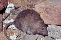 Le rat brun ou rat d'égout. Cliquer pour agrandir l'image.
