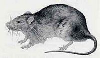 Le rat brun ou rat d'égout. Dessin. Cliquer pour agrandir l'image.