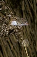 Rat des moissons. Cliquer pour agrandir l'image.