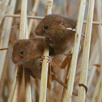 Rat des moissons. Sur du ble. Cliquer pour agrandir l'image.