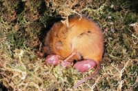 Rat des moissons. Mise bas. Cliquer pour agrandir l'image.