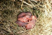 Rat des moissons. Nouveaux nes. Cliquer pour agrandir l'image.