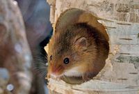 Rat des moissons. Logis. Cliquer pour agrandir l'image.
