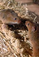 Rat des moissons. Couple. Cliquer pour agrandir l'image.