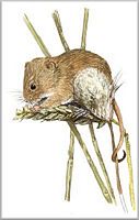 Rat des moissons. Dessin. Cliquer pour agrandir l'image.