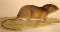 Rat des moissons. Dessin. Cliquer pour agrandir l'image.