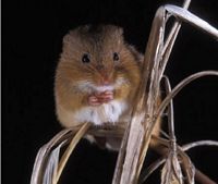 Rat des moissons. Cliquer pour agrandir l'image.