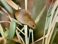 Rat des moissons. Cliquer pour agrandir l'image.