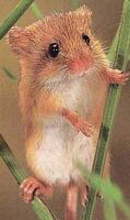 Rat des moissons. Cliquer pour agrandir l'image.