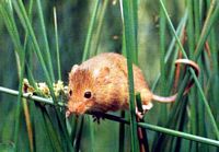 Rat des moissons. Cliquer pour agrandir l'image.