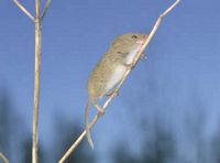 Rat des moissons. Cliquer pour agrandir l'image.
