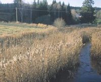 Rat des moissons. Habitat. Cliquer pour agrandir l'image.