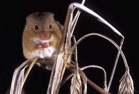 Rat des moissons. Cliquer pour agrandir l'image.