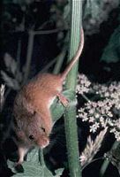 Rat des moissons. Cliquer pour agrandir l'image.